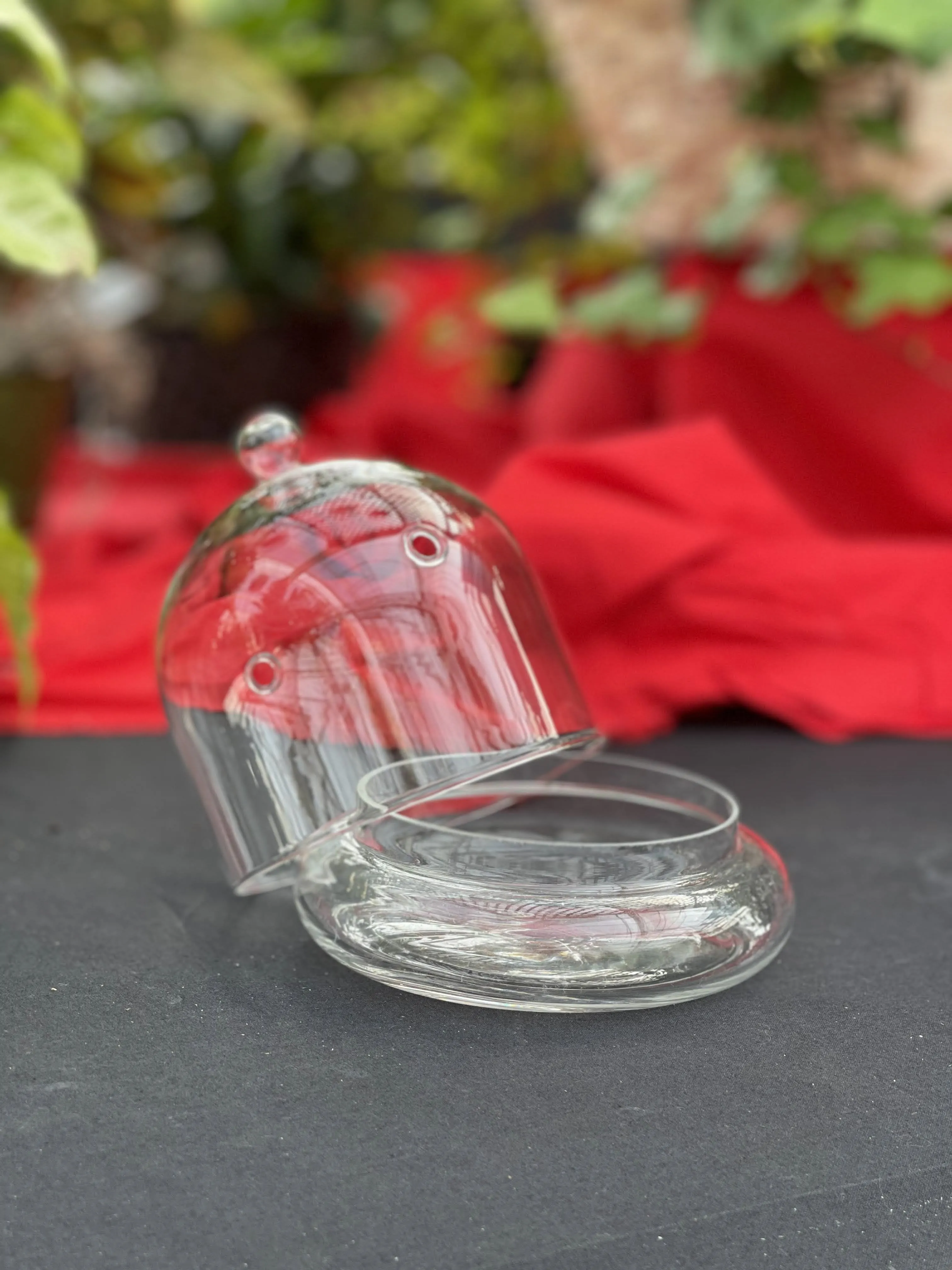 6" Terrarium Cloche