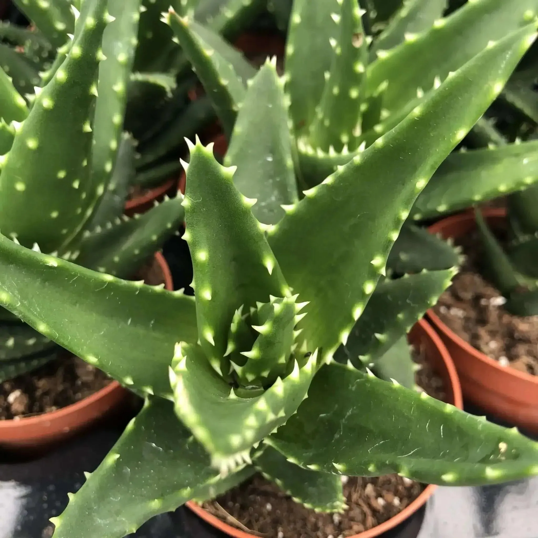 Aloe squarrosa