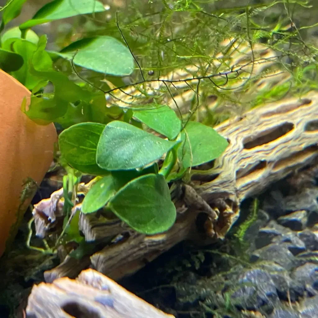 Anubias Nana On Cholla Wood