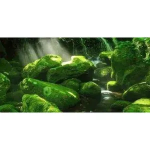 Aqua Natural Moss Forest Background