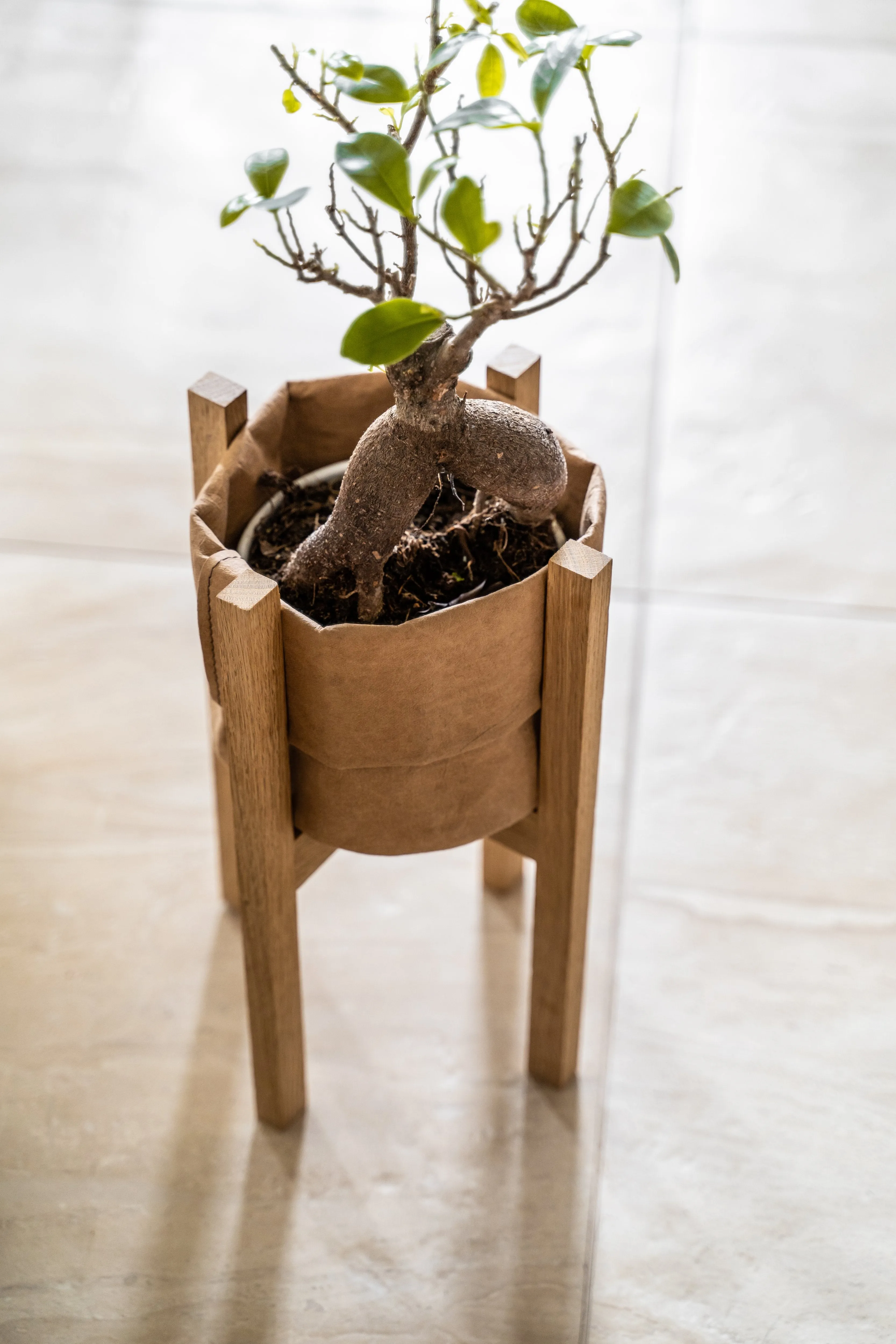 Augalas Oak Plant Stand