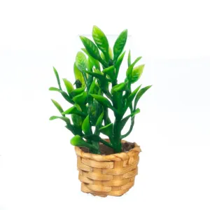 Bamboo Plant in Basket