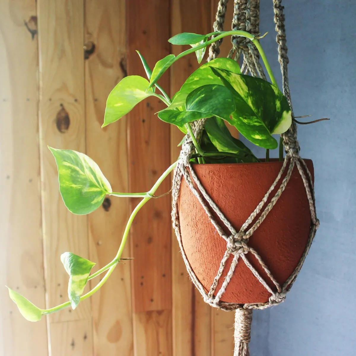 Classic Terracotta Planter with Jute Macrame Hanger Design1