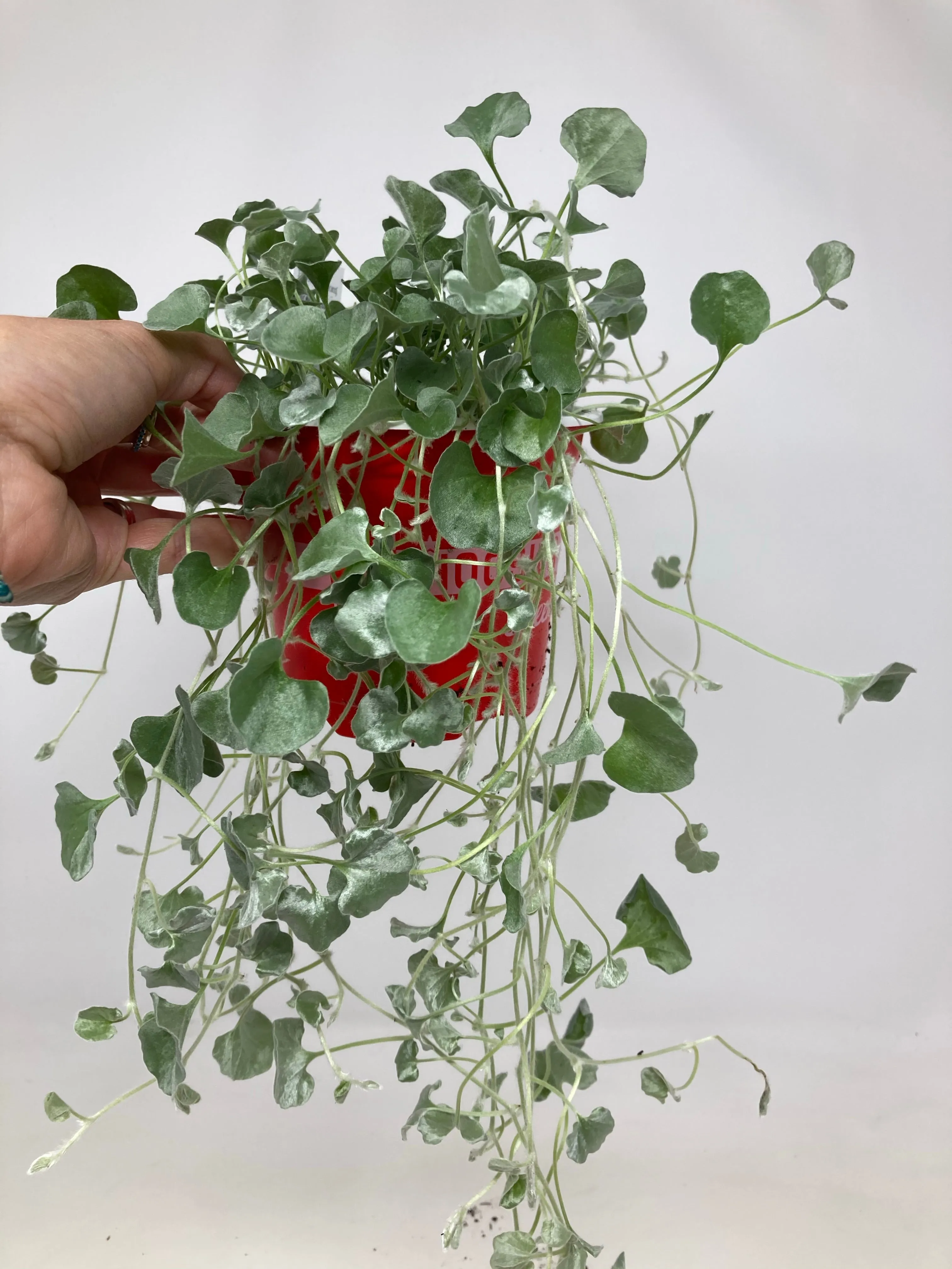 Dichondra Argentea ‘Silver Falls’