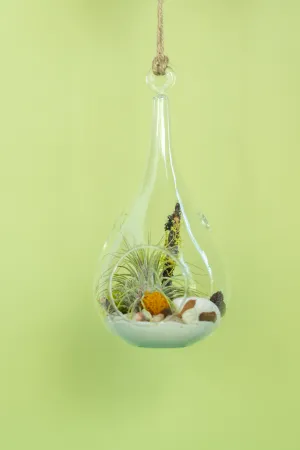 Hanging Teardrop Airplant Terrarium