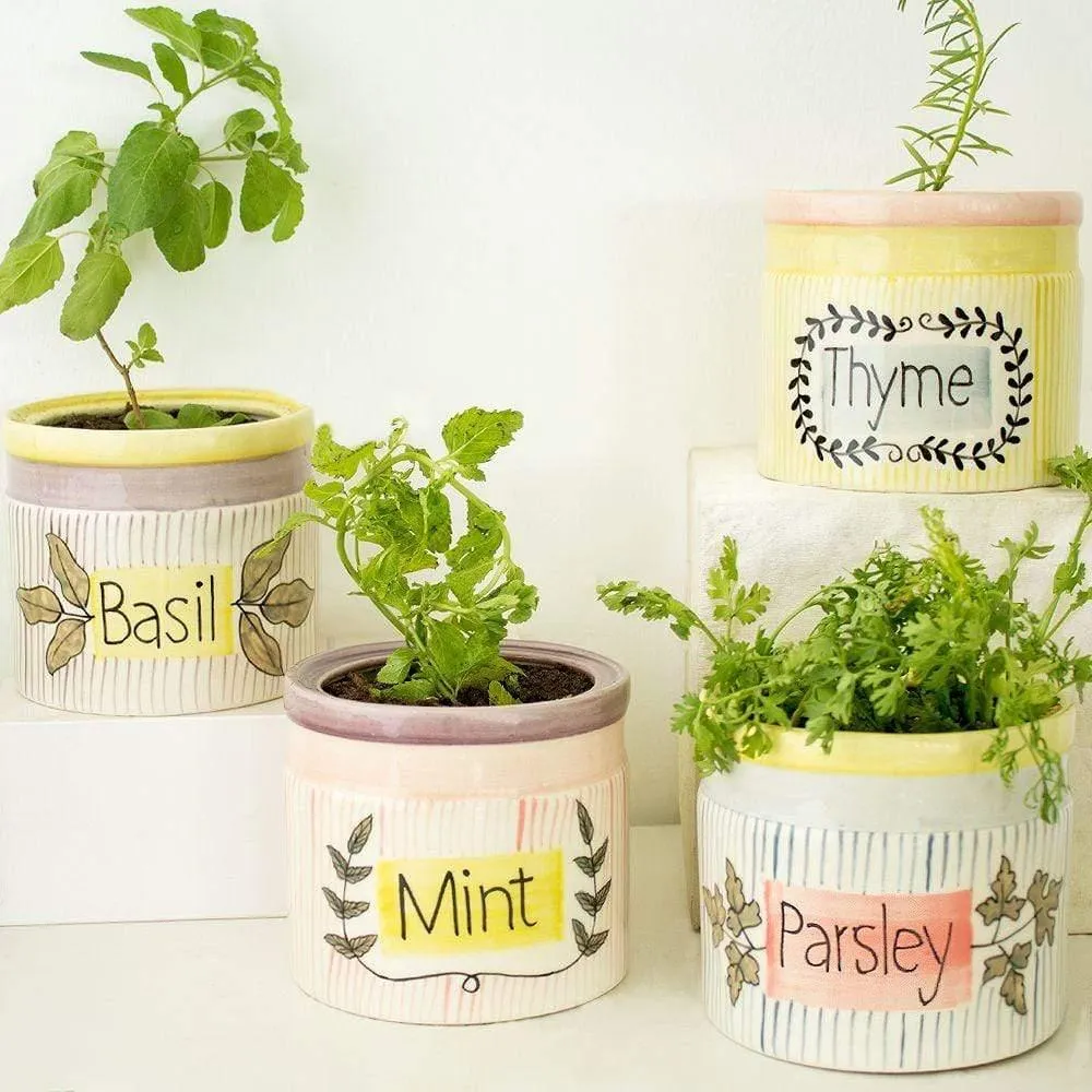 Herb Planter -thyme