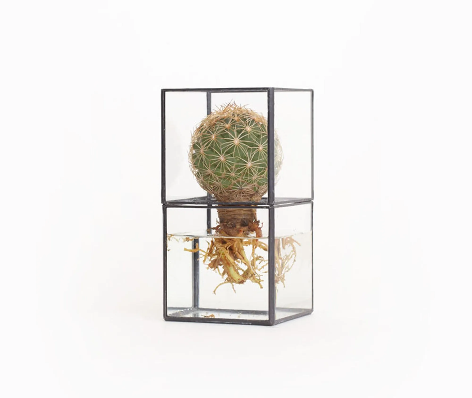 Hydro 80:80 Terrarium