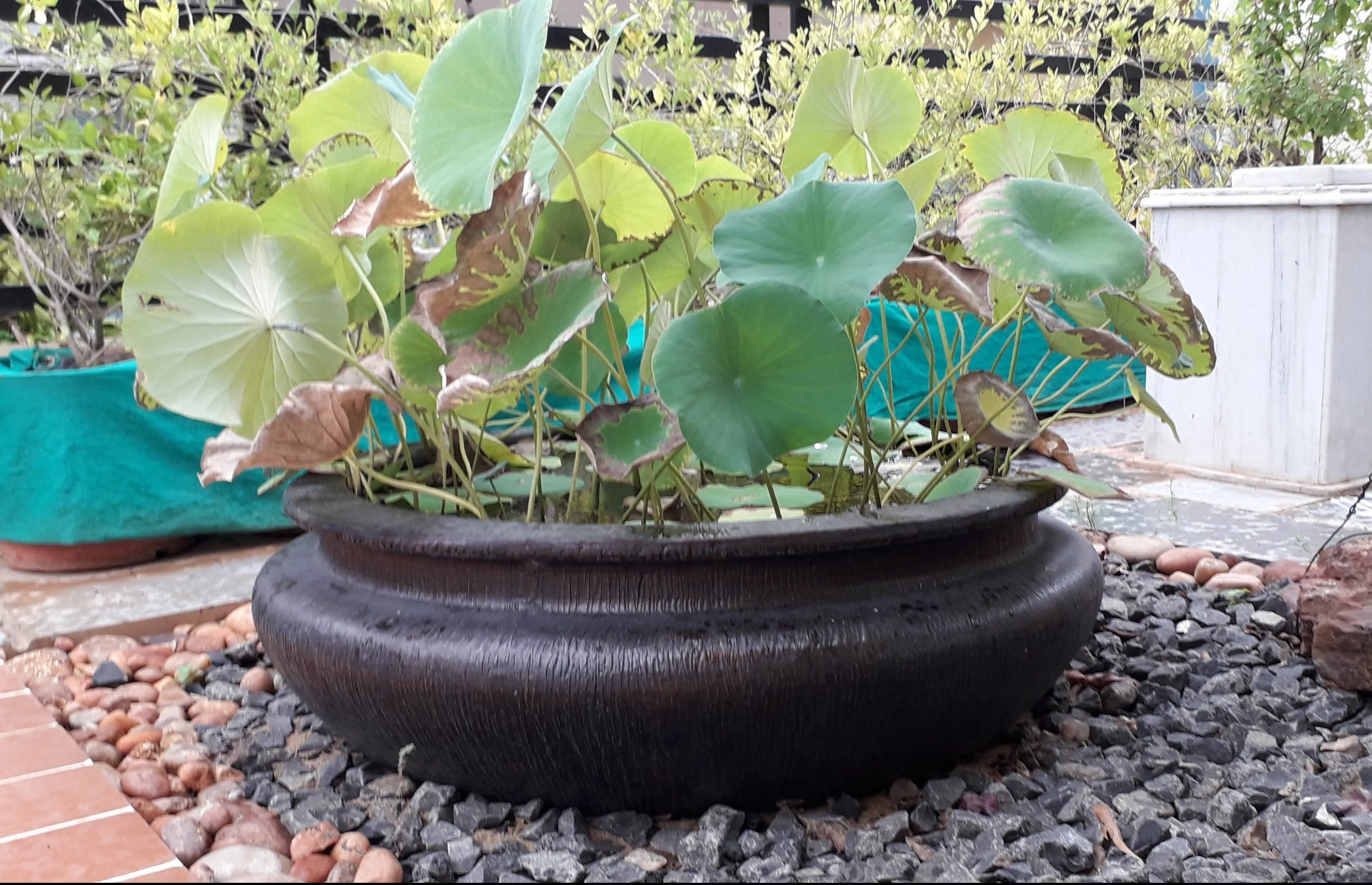 Lotus   Fiber Planter