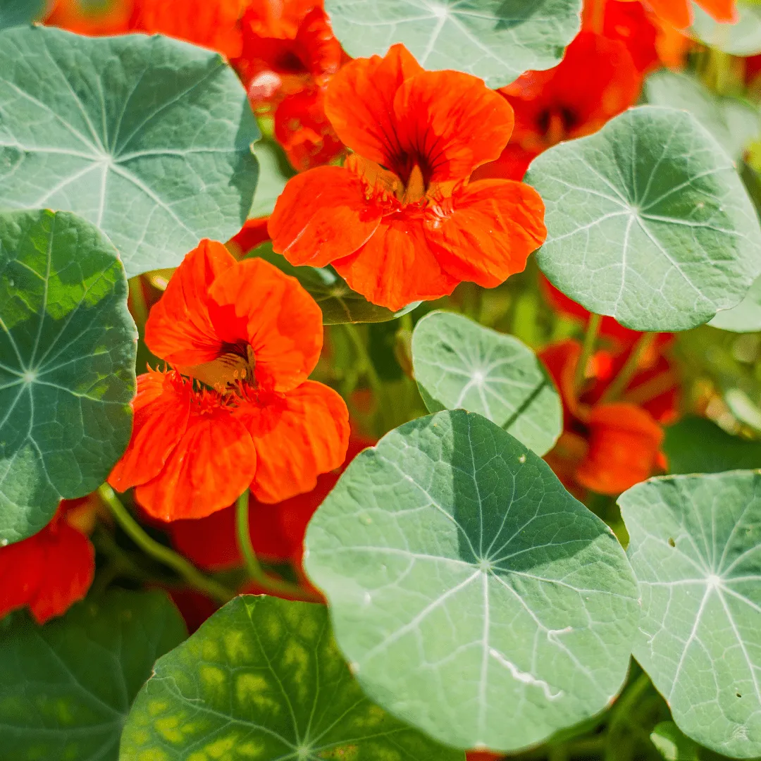 Nasturtium Empress of India Seeds | West Coast Seeds