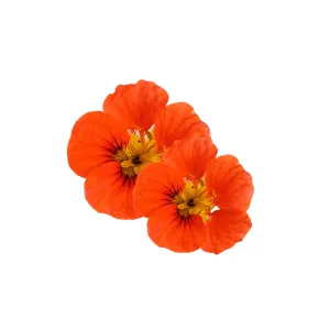 Nasturtium Empress of India Seeds | West Coast Seeds