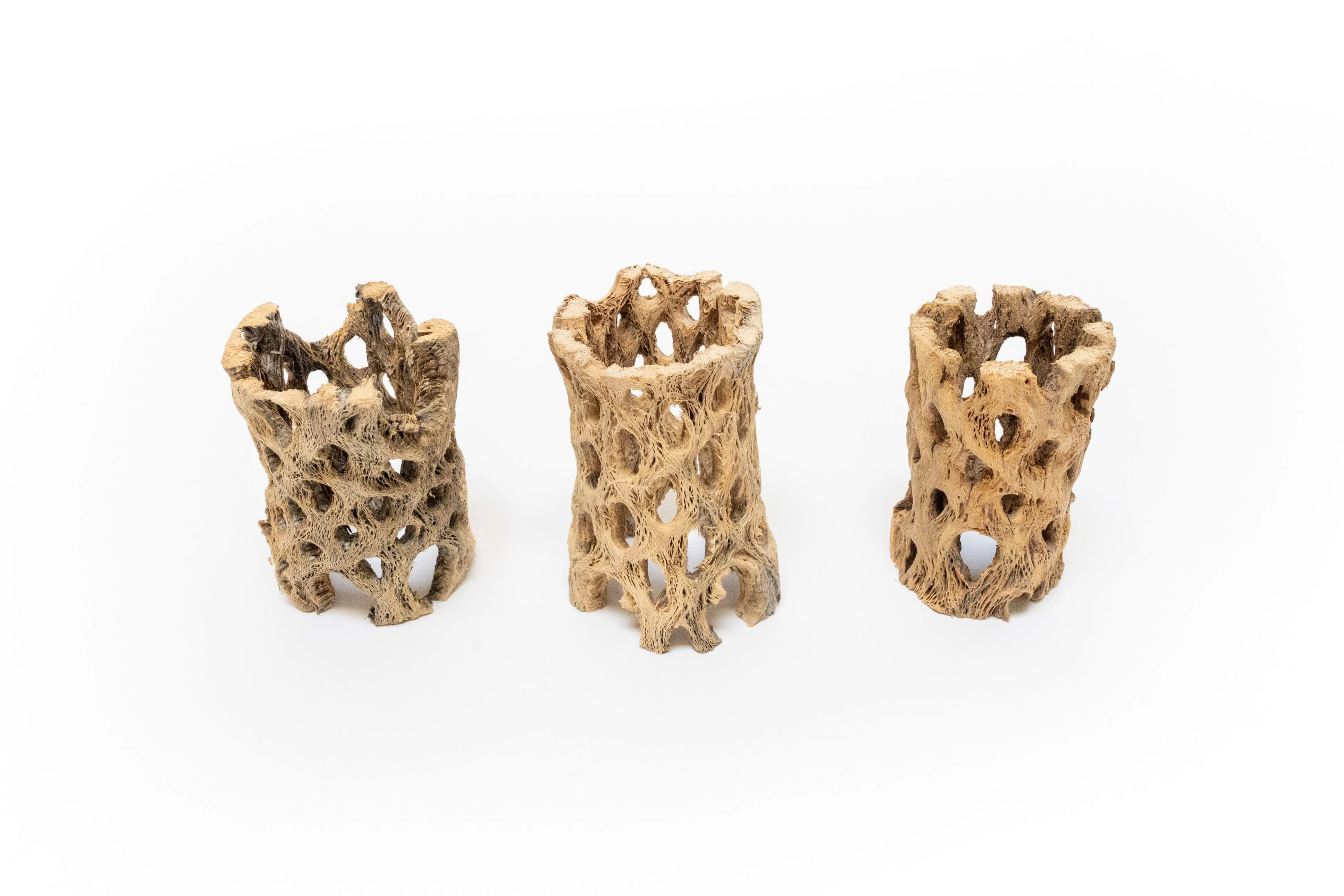 Natural Cholla Wood Container - 3 Inches Tall