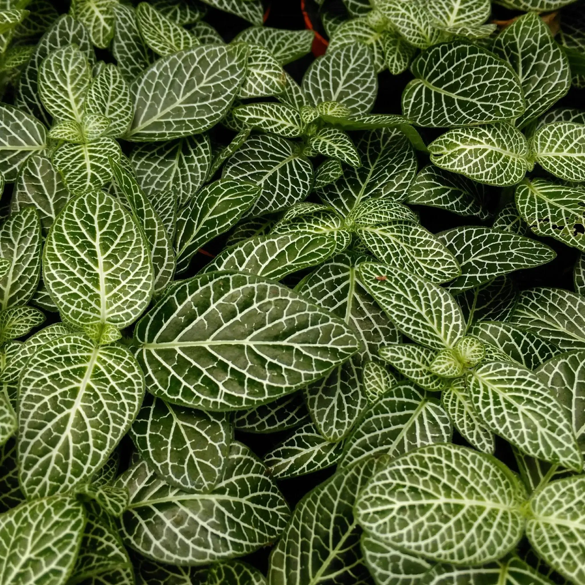 Nerve Plant (Fittonia sp.)