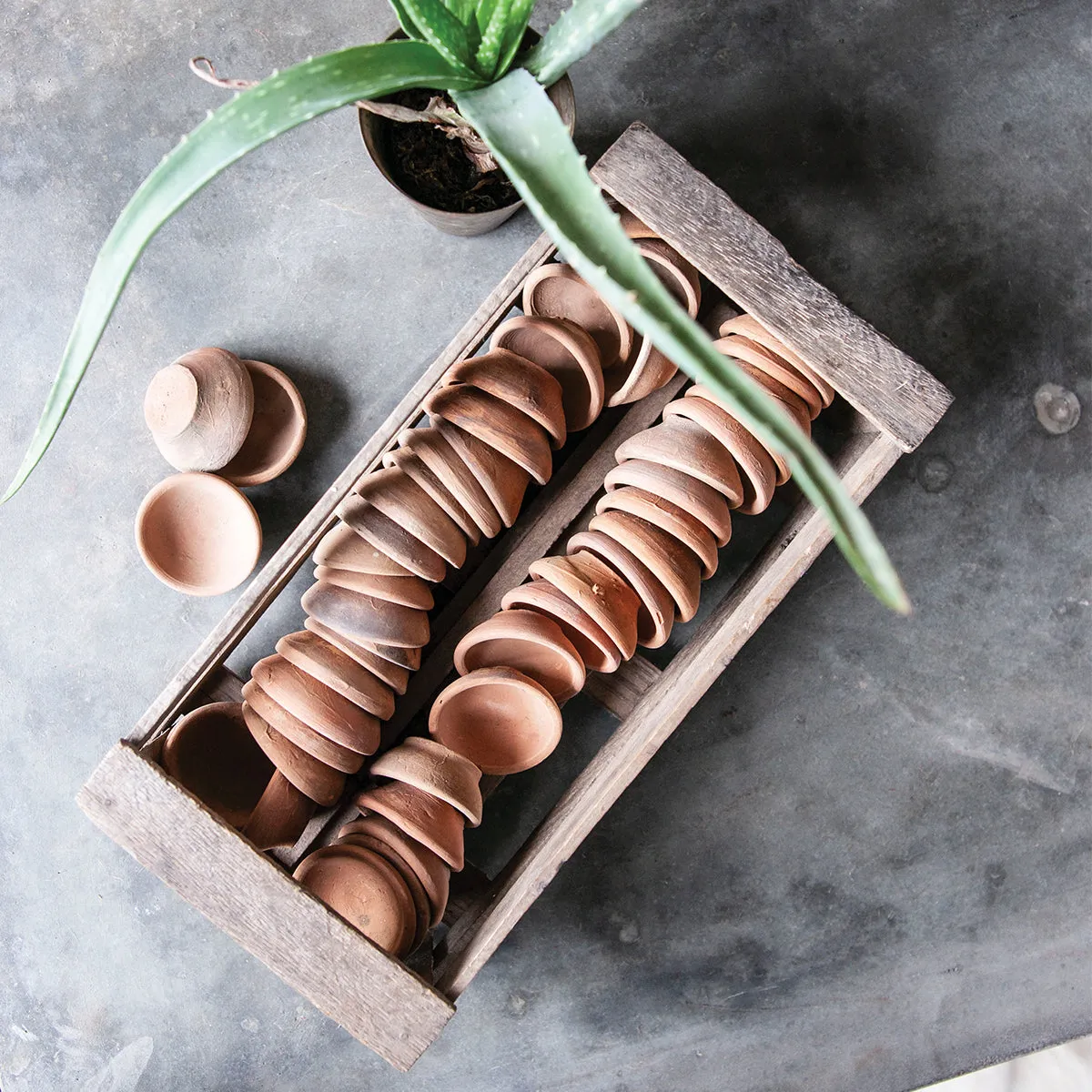 Planters Seedling Pots with Crate