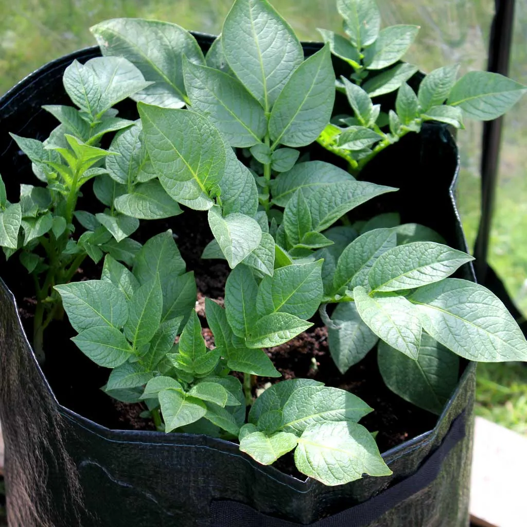 Potato Patio Planter (3 pack)