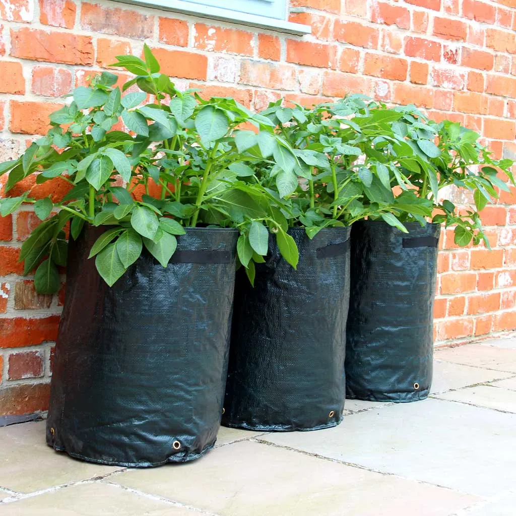 Potato Patio Planter (3 pack)