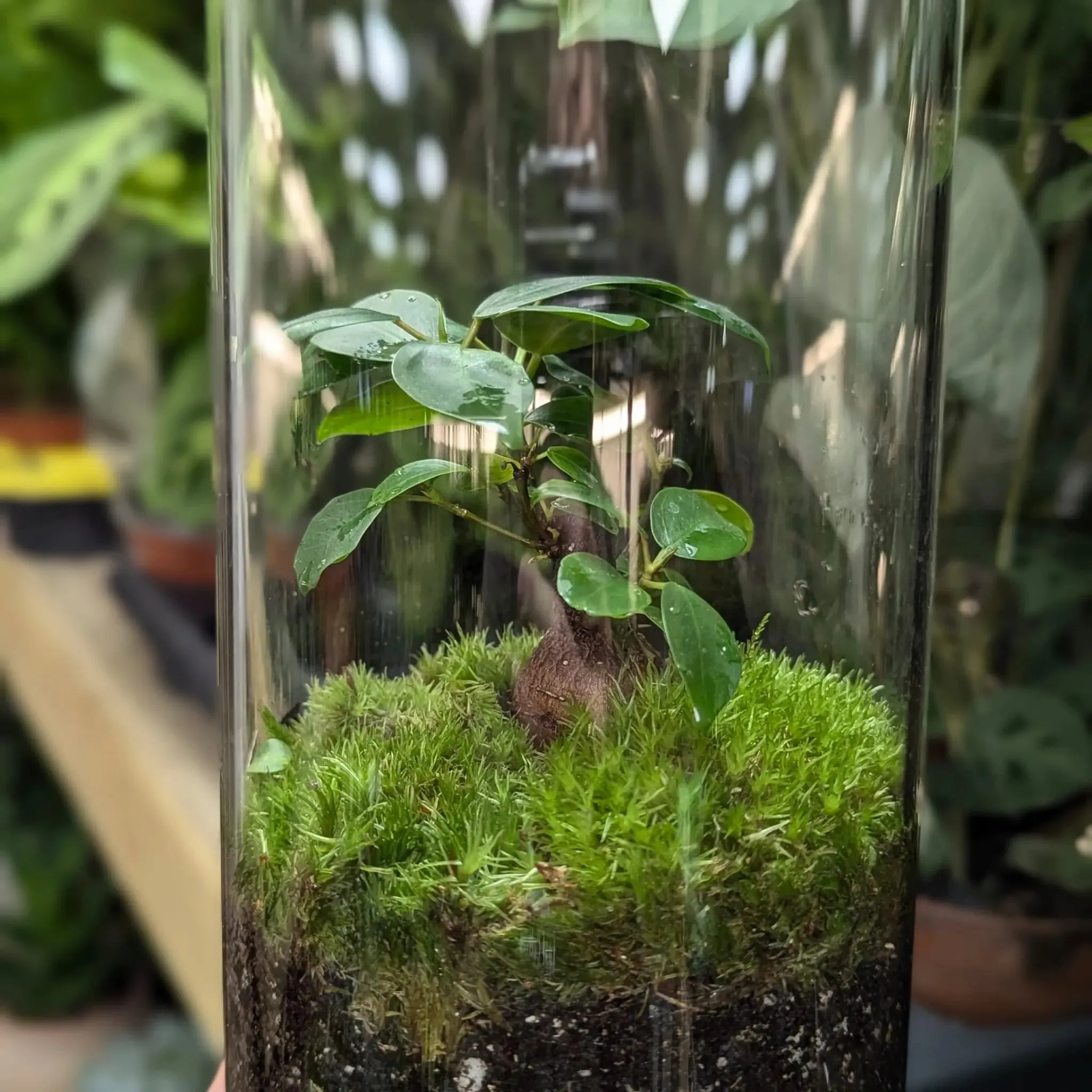 Serene Bonsai Terrarium | Ficus Ginseng Ecosystem