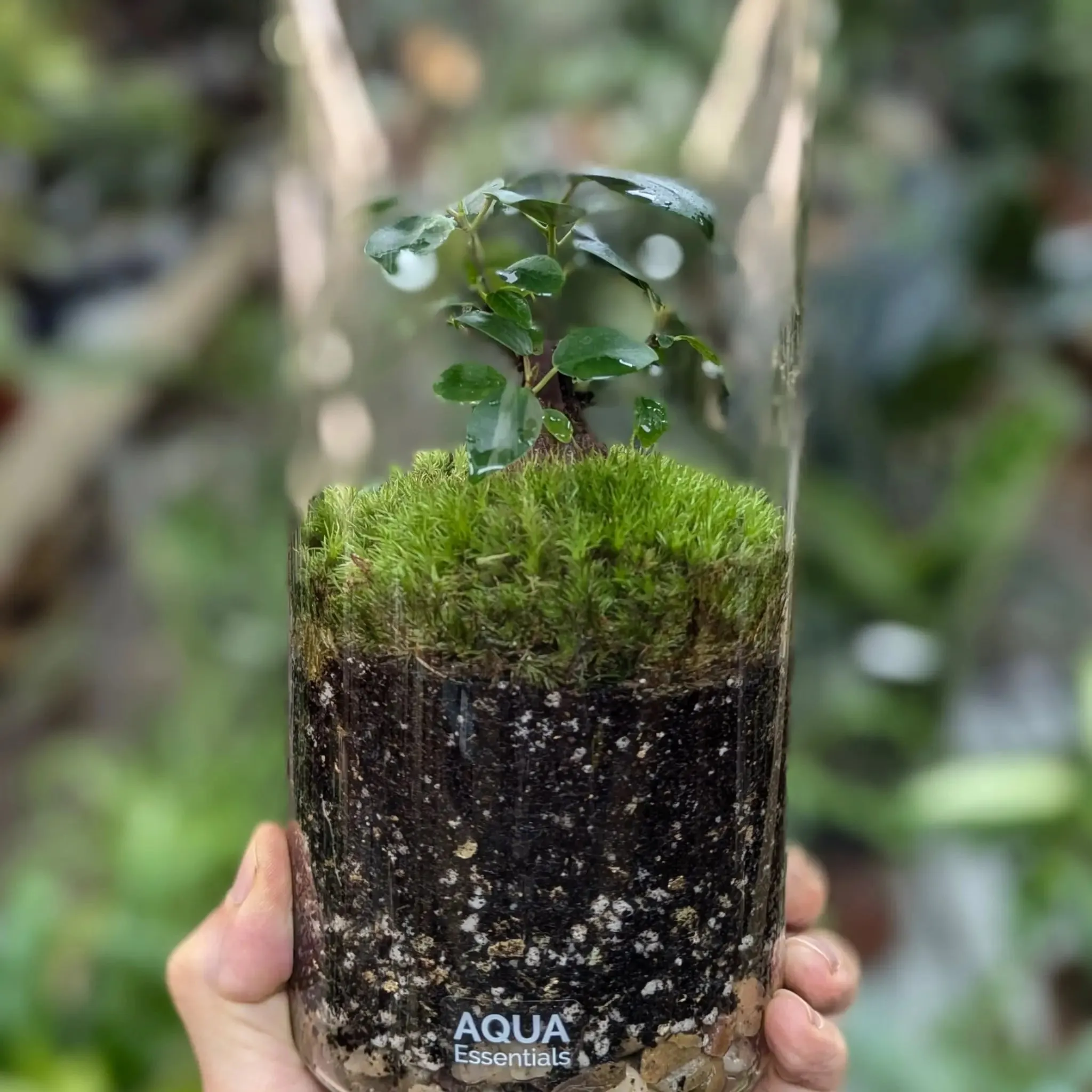 Serene Bonsai Terrarium | Ficus Ginseng Ecosystem