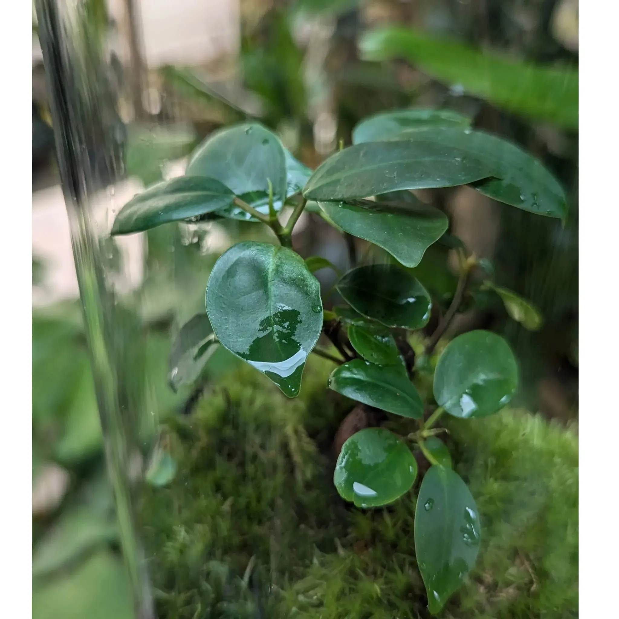 Serene Bonsai Terrarium | Ficus Ginseng Ecosystem