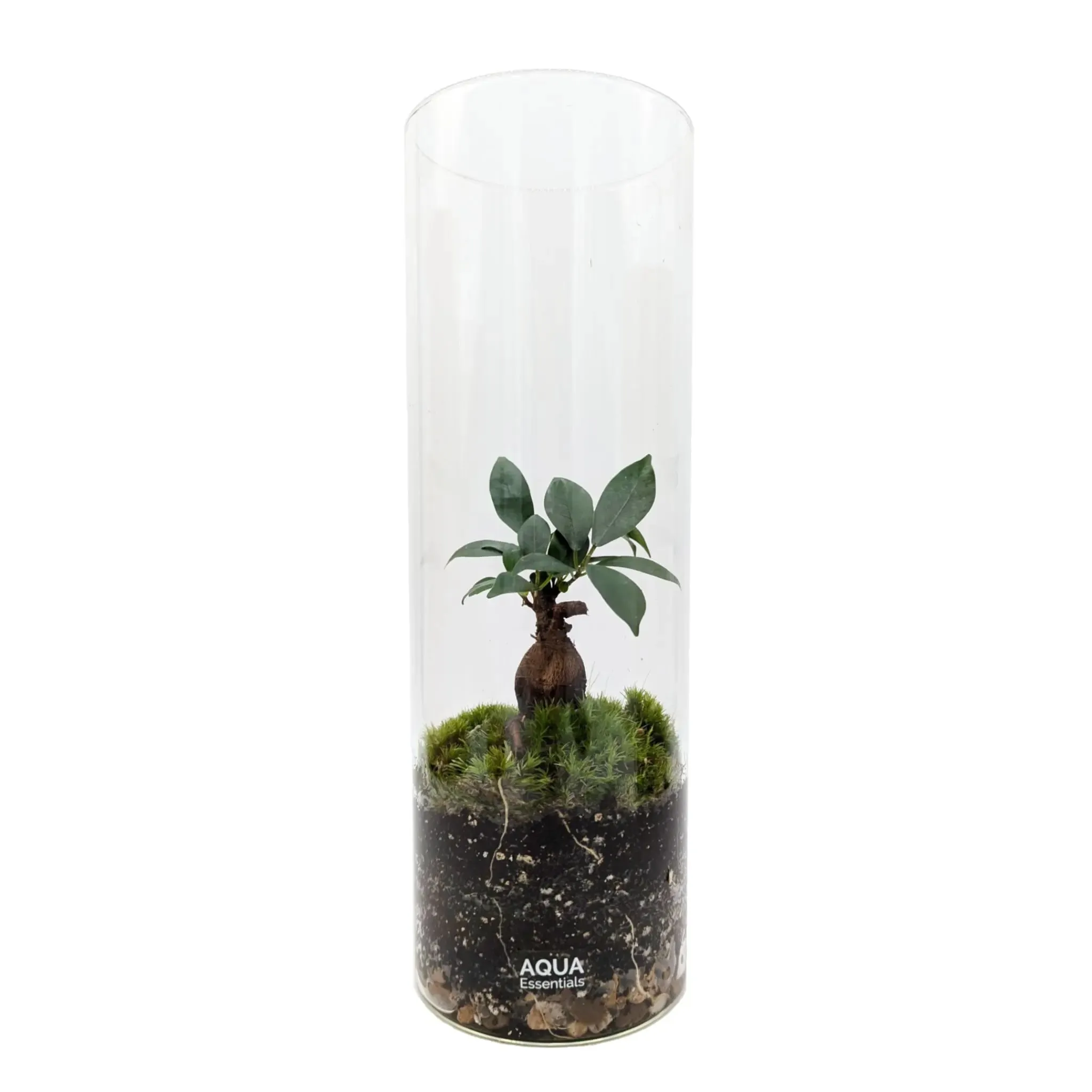 Serene Bonsai Terrarium | Ficus Ginseng Ecosystem