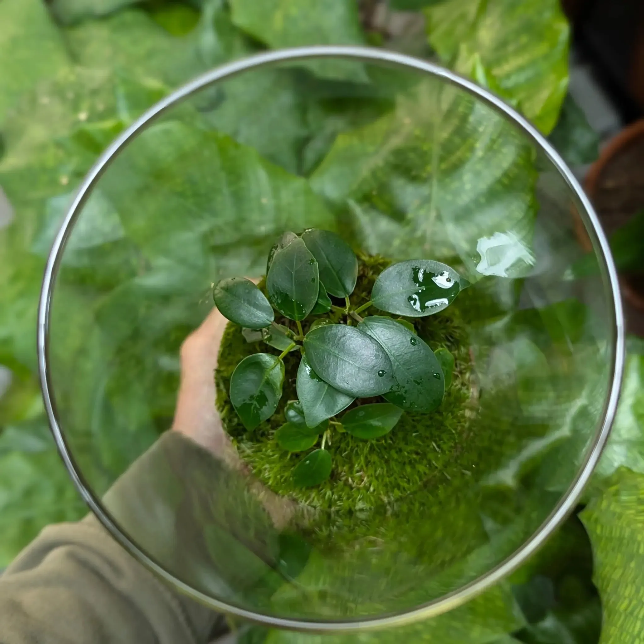 Serene Bonsai Terrarium | Ficus Ginseng Ecosystem