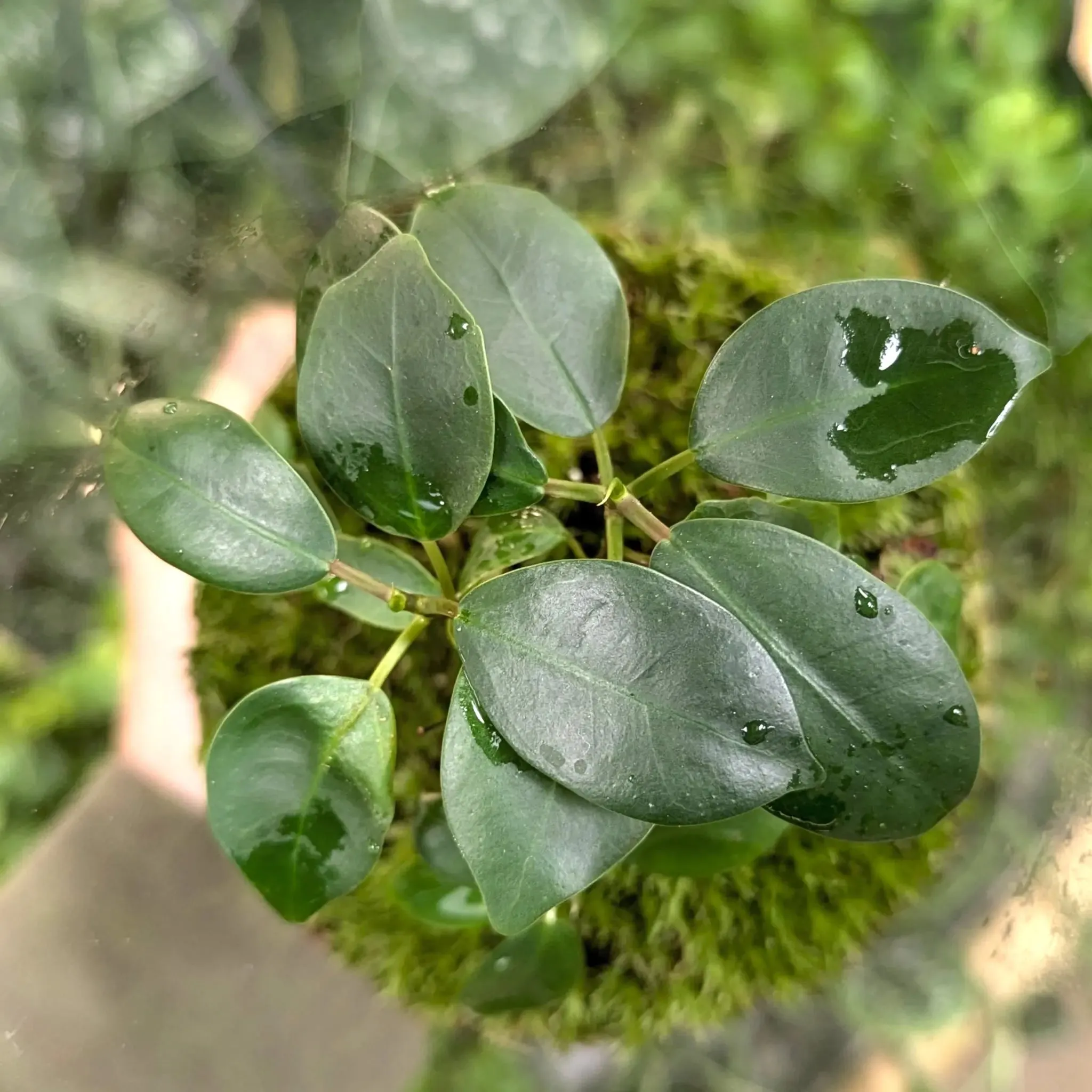 Serene Bonsai Terrarium | Ficus Ginseng Ecosystem