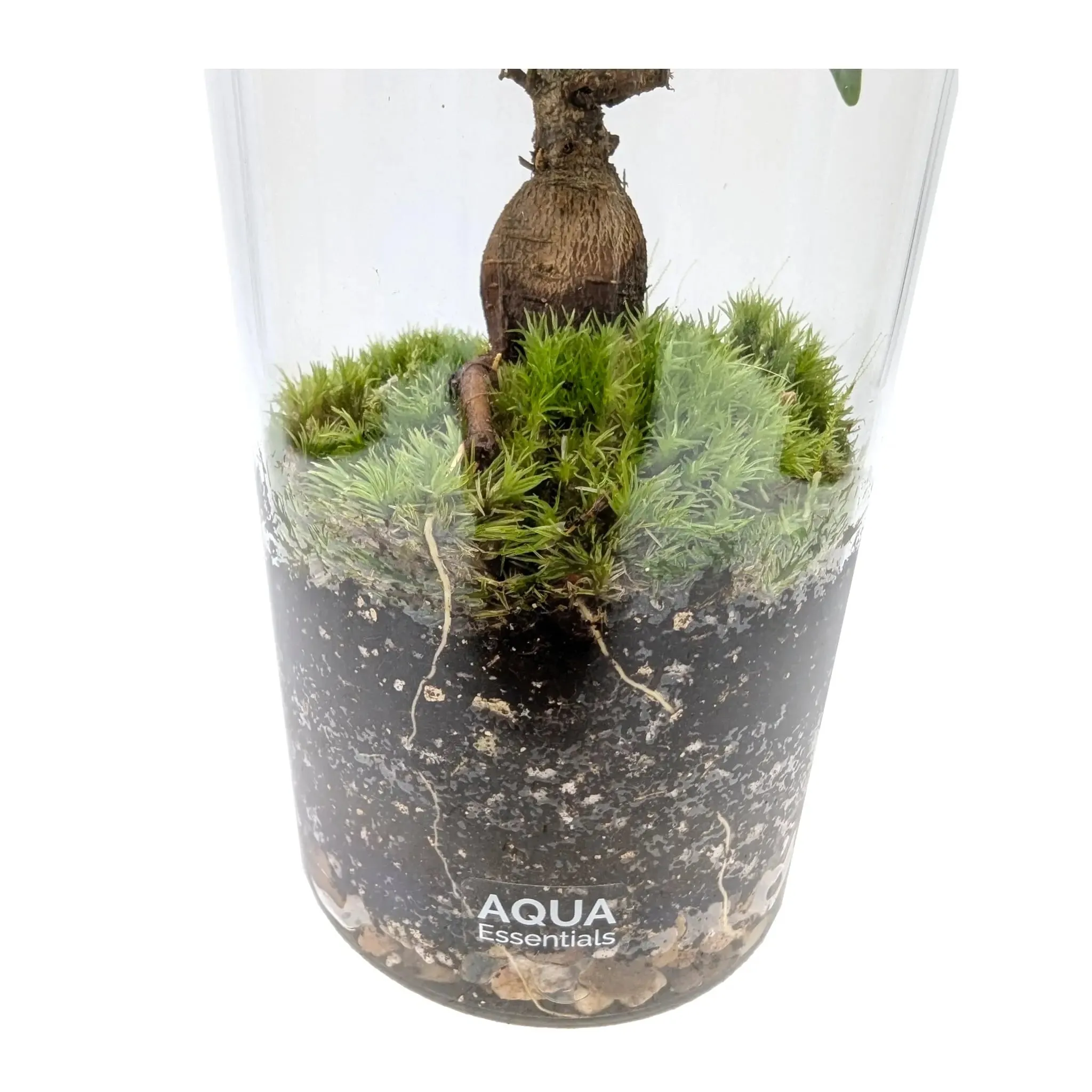 Serene Bonsai Terrarium | Ficus Ginseng Ecosystem