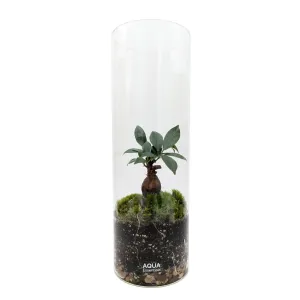 Serene Bonsai Terrarium | Ficus Ginseng Ecosystem