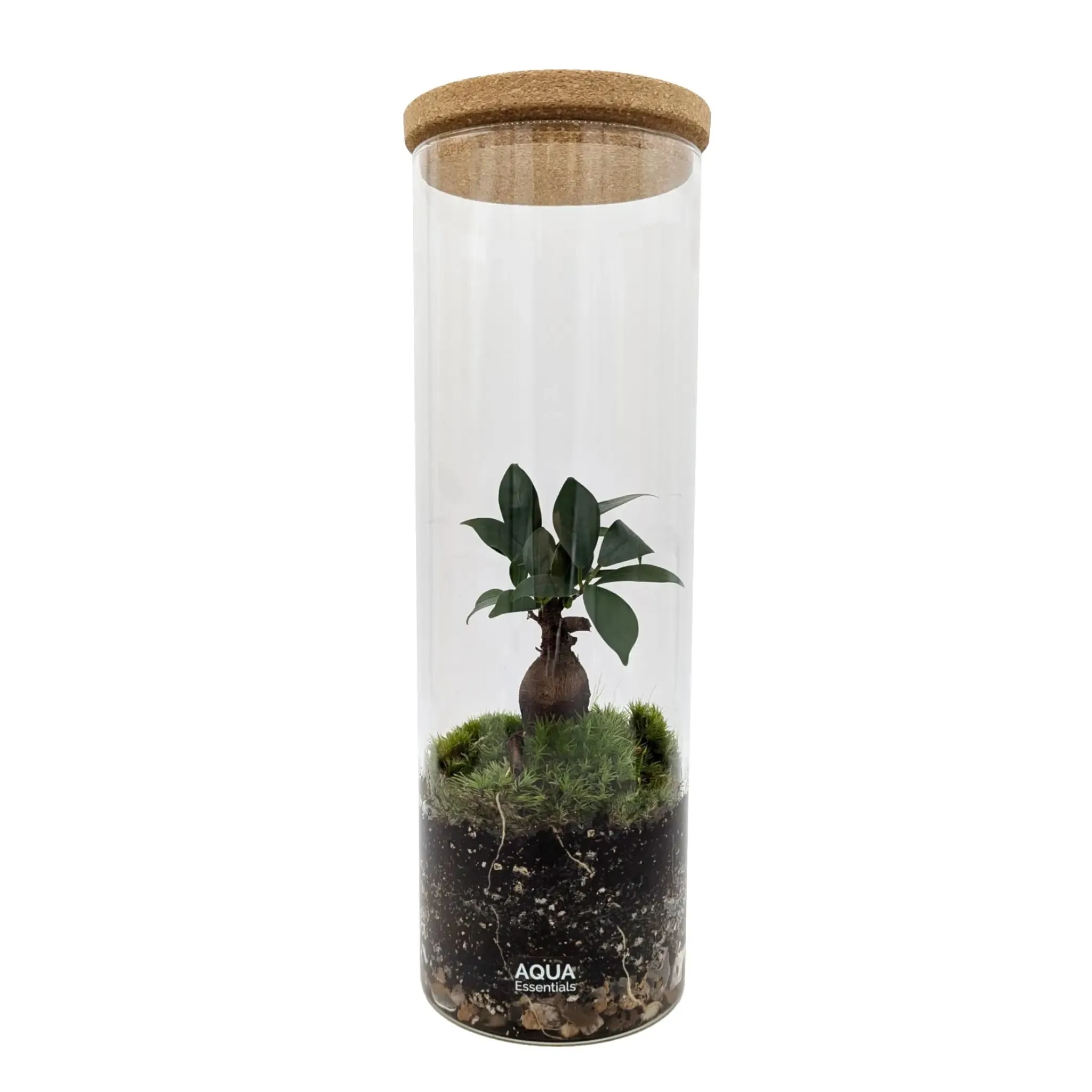 Serene Bonsai Terrarium | Ficus Ginseng Ecosystem