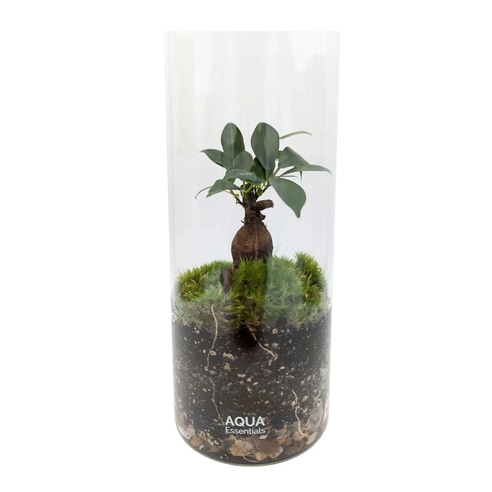 Serene Bonsai Terrarium | Ficus Ginseng Ecosystem