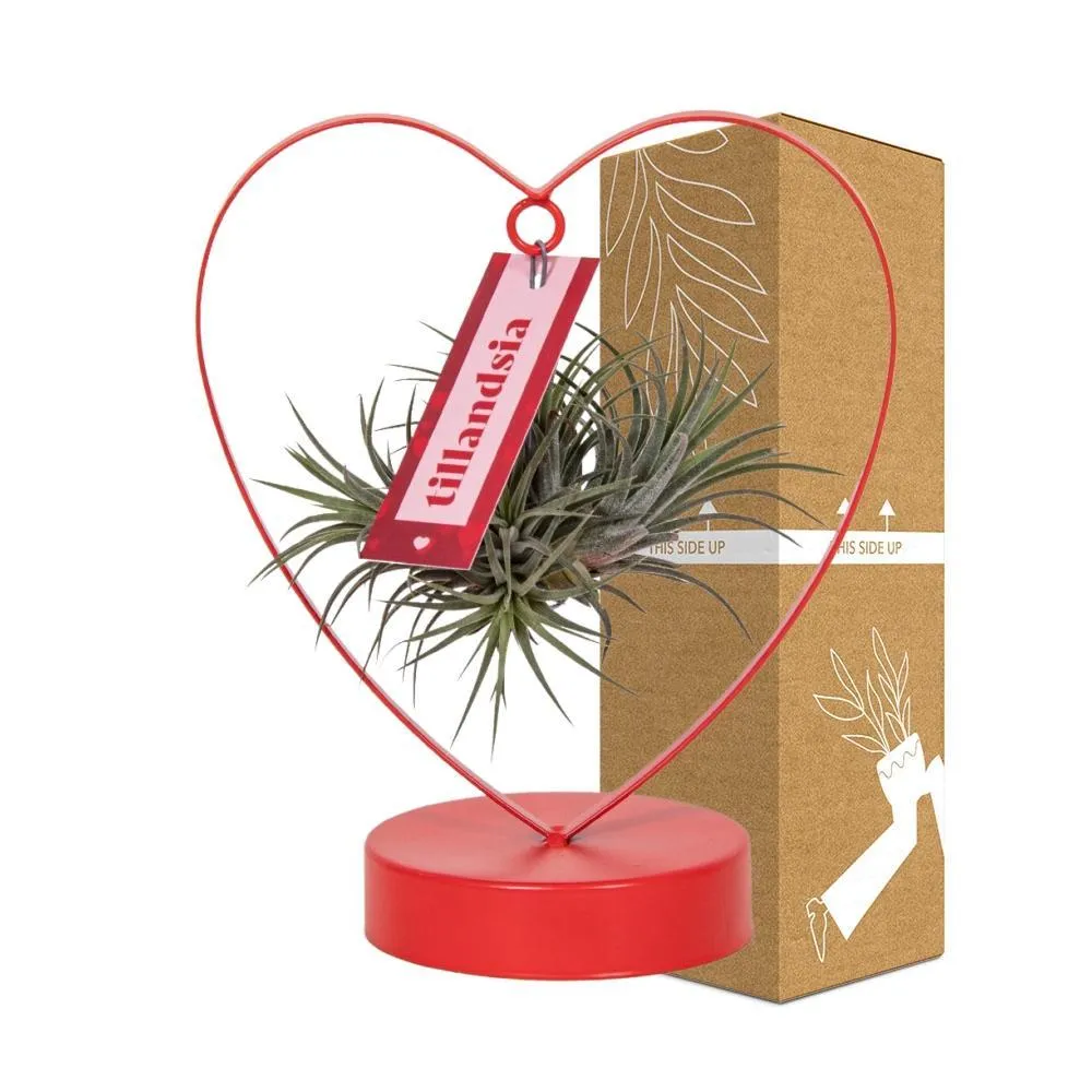 Tillandsia Ionantha Silver - Love - 23cm