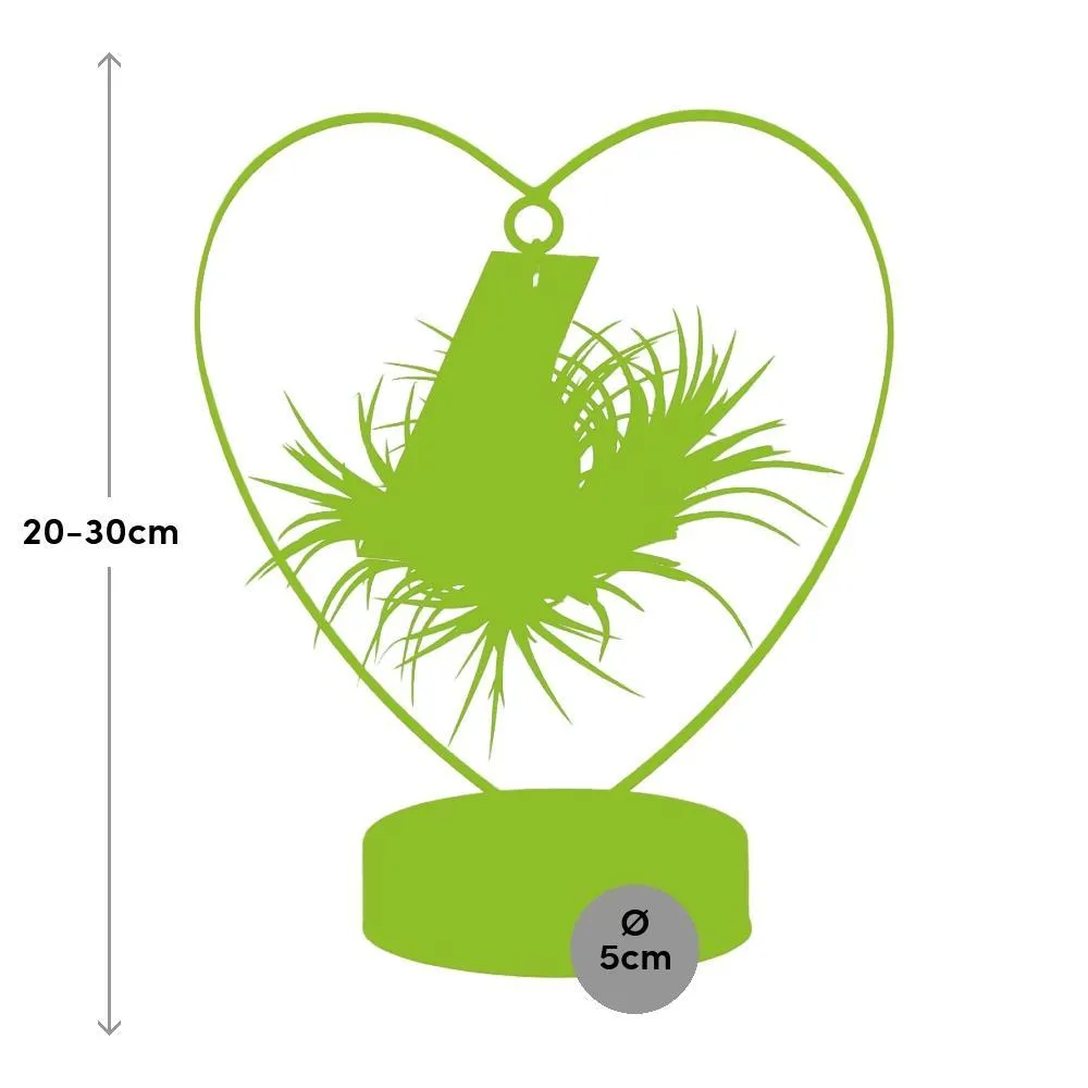 Tillandsia Ionantha Silver - Love - 23cm