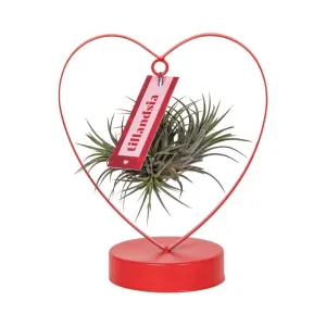 Tillandsia Ionantha Silver - Love - 23cm